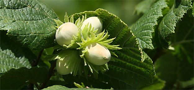 Pähkinäsatoa