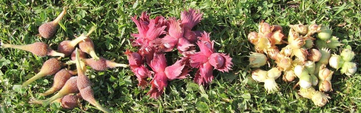 Vakka-Taimi