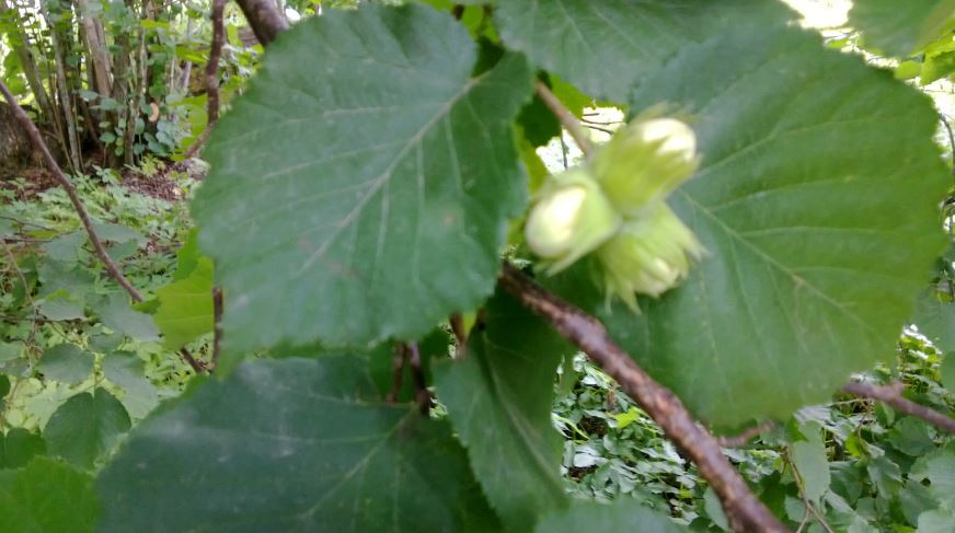 Arboretum Nurmela